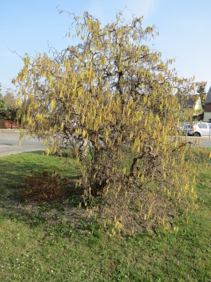 Bluehender Haselnussstrauch in Eliasbrunn