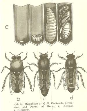 Entwicklung vom Ei zur Biene