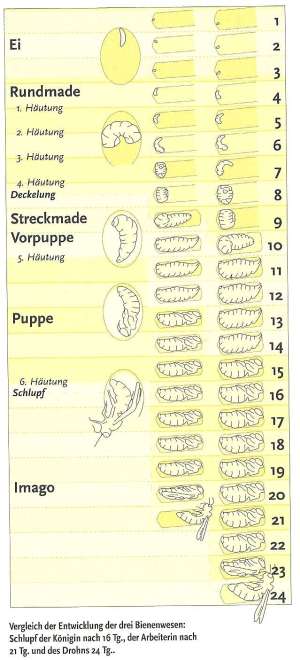 Entwicklungsvergleich der drei Bienenwesen vom Ei zur Made