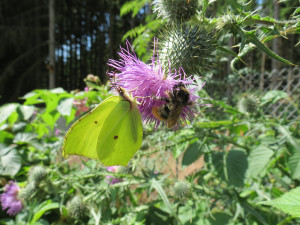 Hummel und Schmetterling an einer Distelbluete